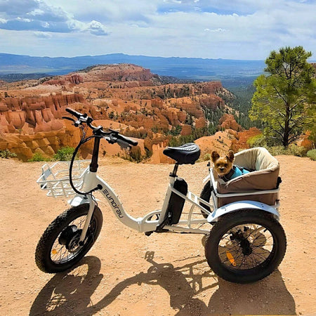Electric Trike eBikes